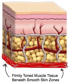 firmly toned muscle layer under smooth and tight skin